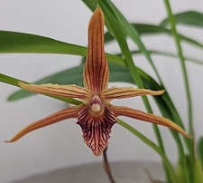 Duft rchidee maxillaria gebraucht kaufen  Seligenstadt