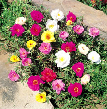 Graines pourpier fleurs d'occasion  Sanary-sur-Mer