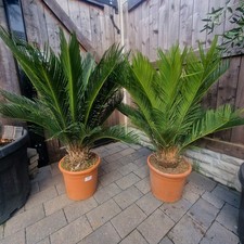 Cycas revoluta cycads for sale  SHEFFIELD