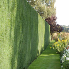 Common yew taxus for sale  UK