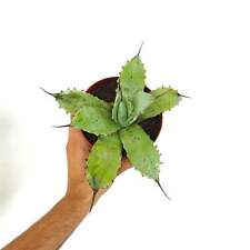 Agave parryi verde usato  Napoli