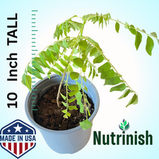 Curry leaf plant for sale  Dallas