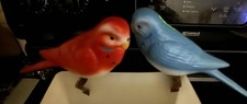 budgie pair for sale budgie pair for sale Citra