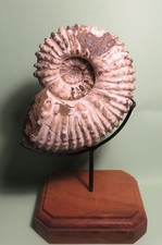 Belle douvilleiceras mammilatu d'occasion  Marseille XII