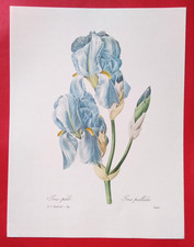 Lithographie fleurs iris d'occasion Lithographie fleurs iris d'occasion  Beaumont-du-Périgord