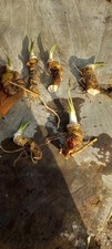 Horseradish plants bareroot for sale  WITHERNSEA