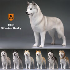 Mr. siberian husky d'occasion  Expédié en Belgium
