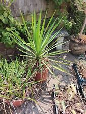 Yukka plant for sale  NEWARK