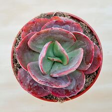 Live echeveria big for sale  Fallbrook