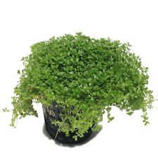 Hemianthus callitrichoides cub for sale  HOUNSLOW