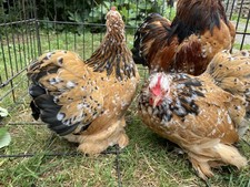 Mix box pure for sale  SOUTHAMPTON
