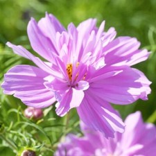 Cosmos fizzy pink for sale  GRIMSBY