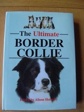 Ultimate border collie for sale  North Smithfield