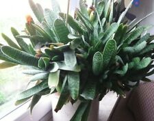 Große größen gasteria gebraucht kaufen  Ahlen-Vorhelm