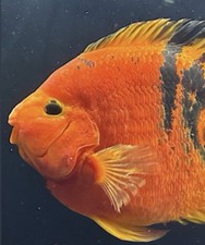 Red tiger king for sale  Apex