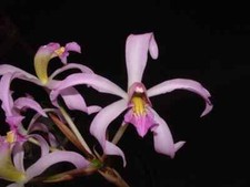 Orchidee laelia superbiens d'occasion  Bischoffsheim