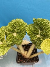 Begonia gehrtii heavy for sale  San Francisco