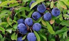 Sloeberry blackthorn seeds for sale  CAMBORNE