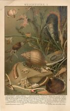 Impresión cromolitográfica 1895 SEA MOLLUSCA SLUG CARACOL MEJILLÓN OSTRA BOREAL ASTARTE segunda mano  Embacar hacia Argentina