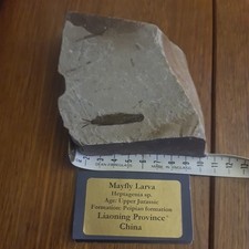 Fossil mayfly larvae for sale  EXETER