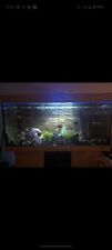 4ft tropical fish for sale  LINCOLN