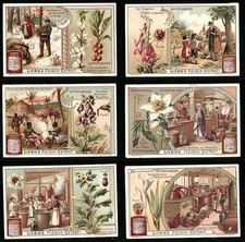 Sammelbilder liebig serie gebraucht kaufen  Berlin