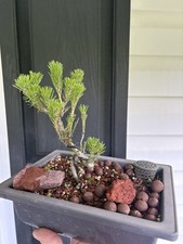 Japanese black pine for sale  Sylva