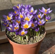 10x crocus sieberi for sale  CRAWLEY