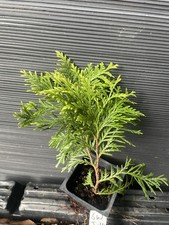 Sudsworth gold arborvitae for sale  Martin