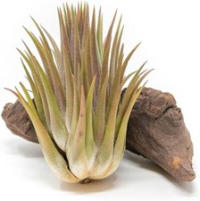 Jumbo ionantha guatemala for sale  Saint Augustine