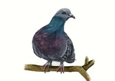 Racing pigeon homing for sale  YEOVIL