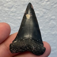 Shark tooth fossil for sale  Port Charlotte