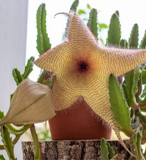 Giant stapelia carrion for sale  Jacksonville