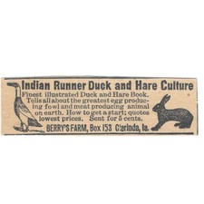 Indian runner duck for sale  Hinckley