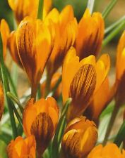 Botanische krokusse range gebraucht kaufen  Petersberg, Wettin-Löbejün