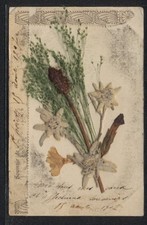 Trockenblumen wunderschöner b gebraucht kaufen  Berlin