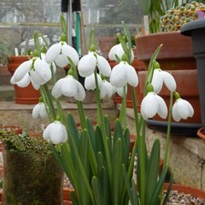 Galanthus plicatus three for sale  UK