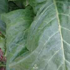 Tytoń VA-116 300+ PCS świeże nasiona, Nicotiana tabacum, Nasiona tytoniu na sprzedaż  PL
