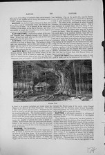 Old banyan tree for sale  UK