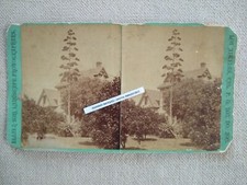 1880s century plant for sale  Ashaway