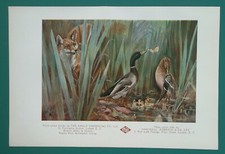 Nature drama fox for sale  Manassas