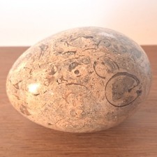 Fossil stone egg for sale  CHIPPING CAMPDEN