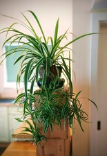 Chlorophytum comosum variegatu for sale  LEWES