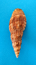 Lyria solangeae fort d'occasion  Nice-