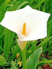White calla lily for sale  Hercules