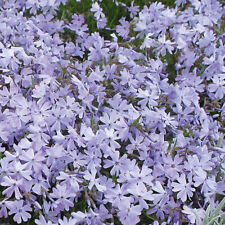 Creeping phlox emerald for sale  LLANDYSUL