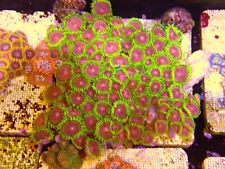 Zoa coral tile for sale  CLACTON-ON-SEA