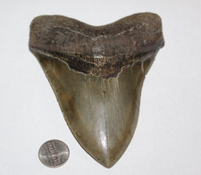 3 28 shark tooth fossil for sale 3 28 shark tooth fossil for sale Wilmington