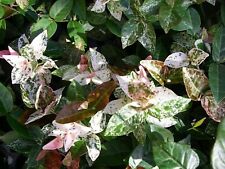 Trachelospermum jasmin etoile d'occasion  Villemandeur