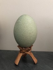 Oeuf casoar d'occasion  Sarlat-la-Canéda